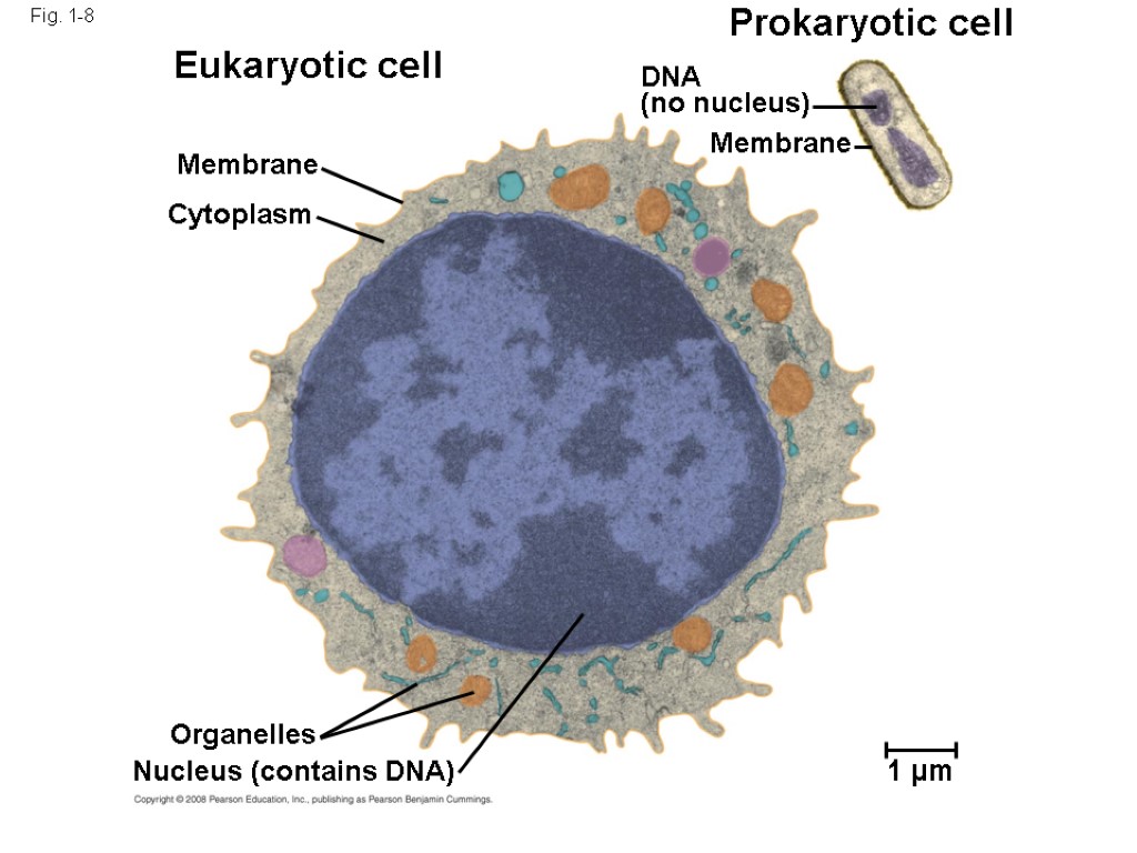 1 µm Organelles Nucleus (contains DNA) Cytoplasm Membrane DNA (no nucleus) Membrane Eukaryotic cell